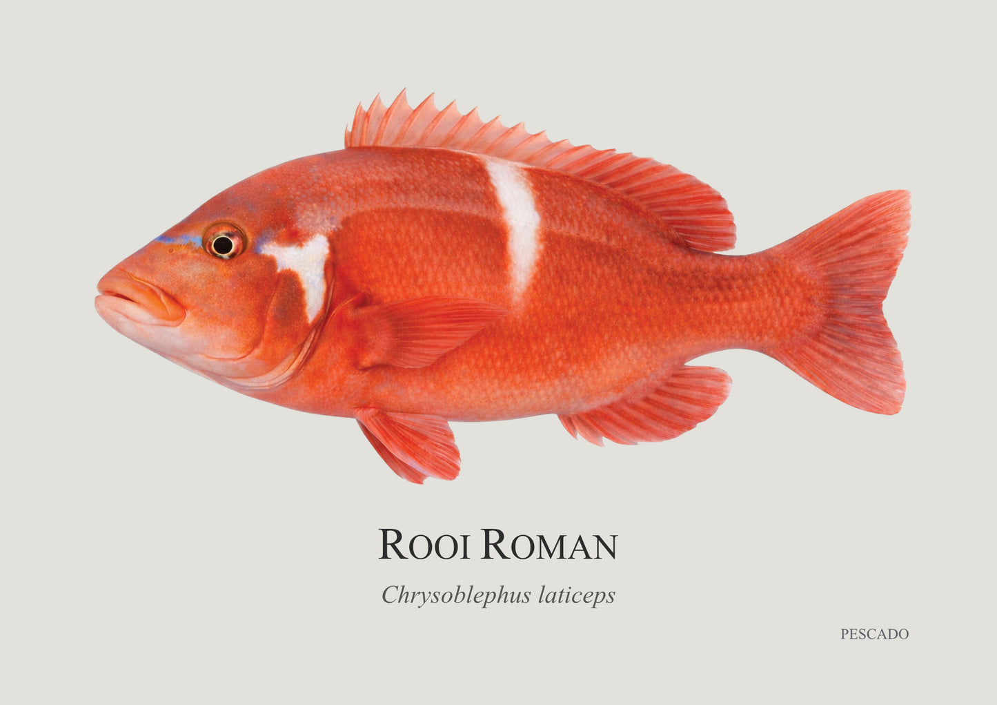 Red Roman