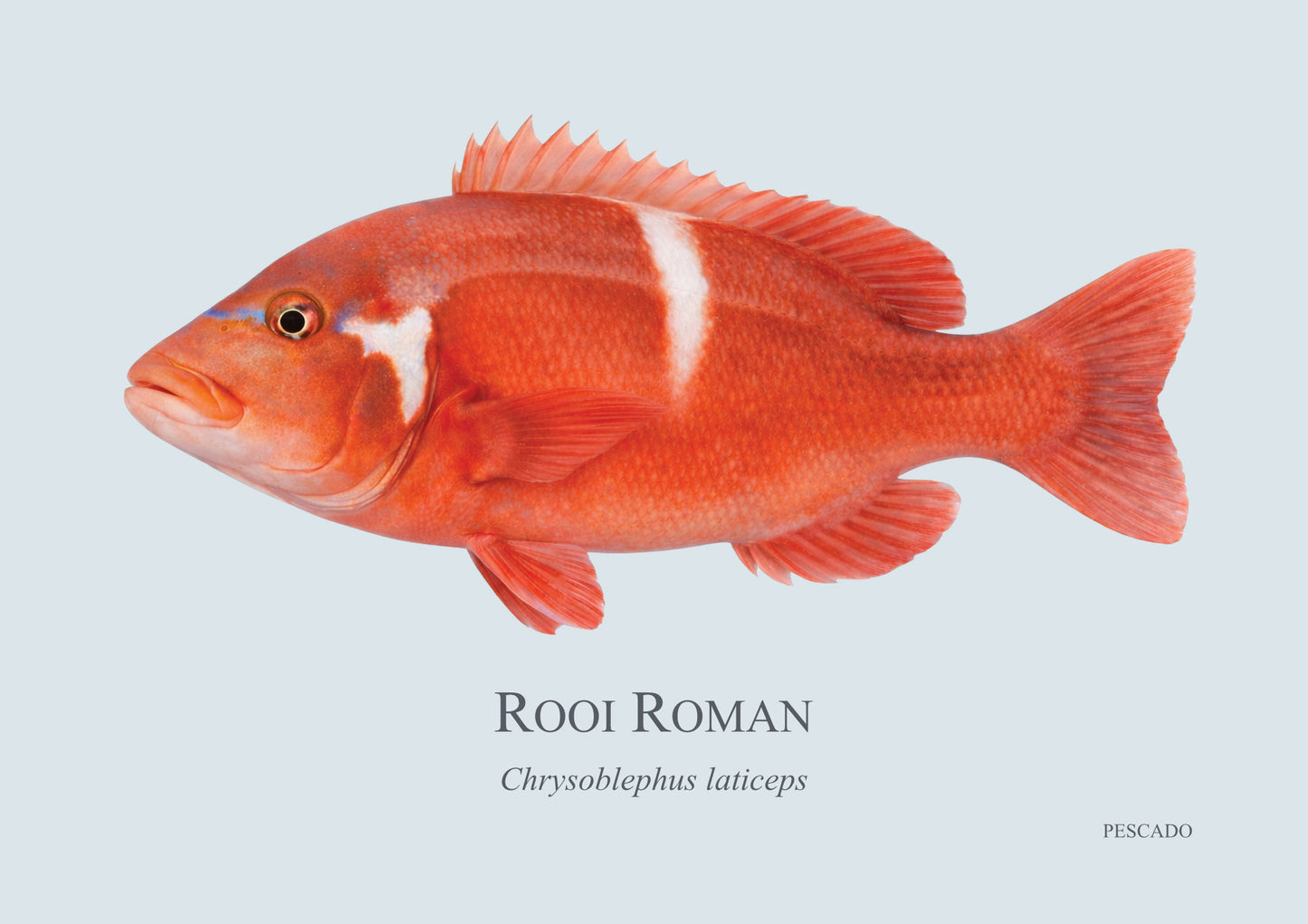Red Roman