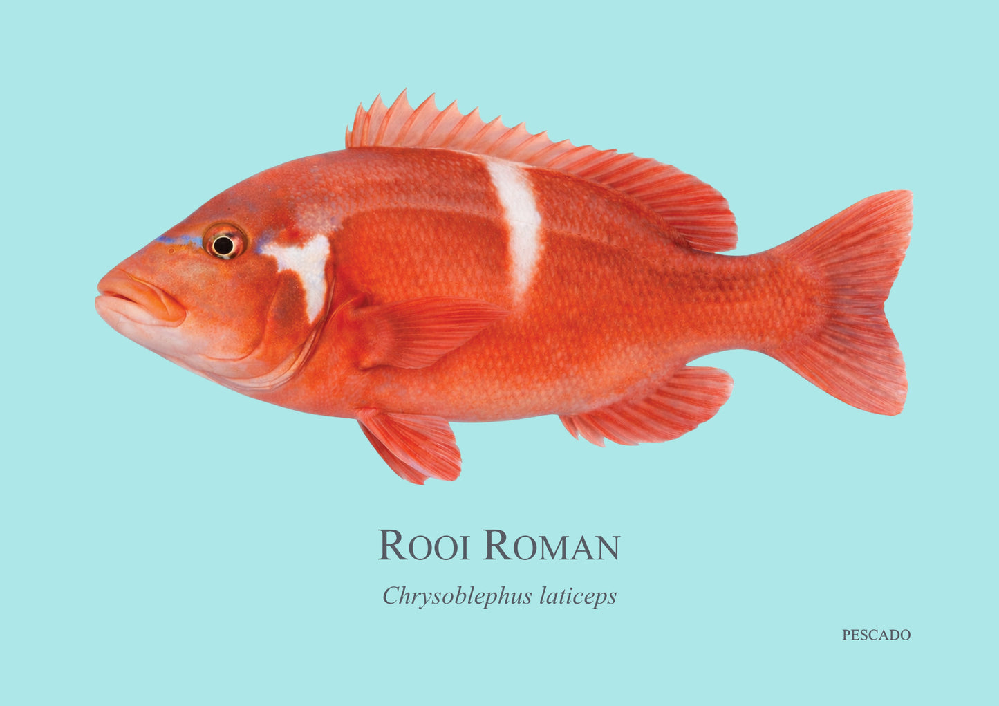 Red Roman