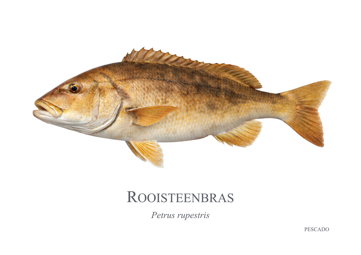 Red Steenbras