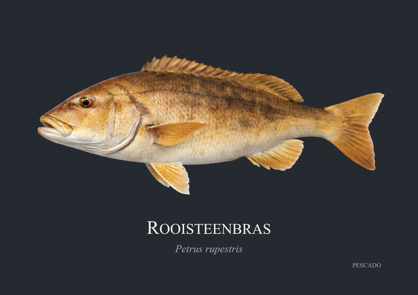 Red Steenbras