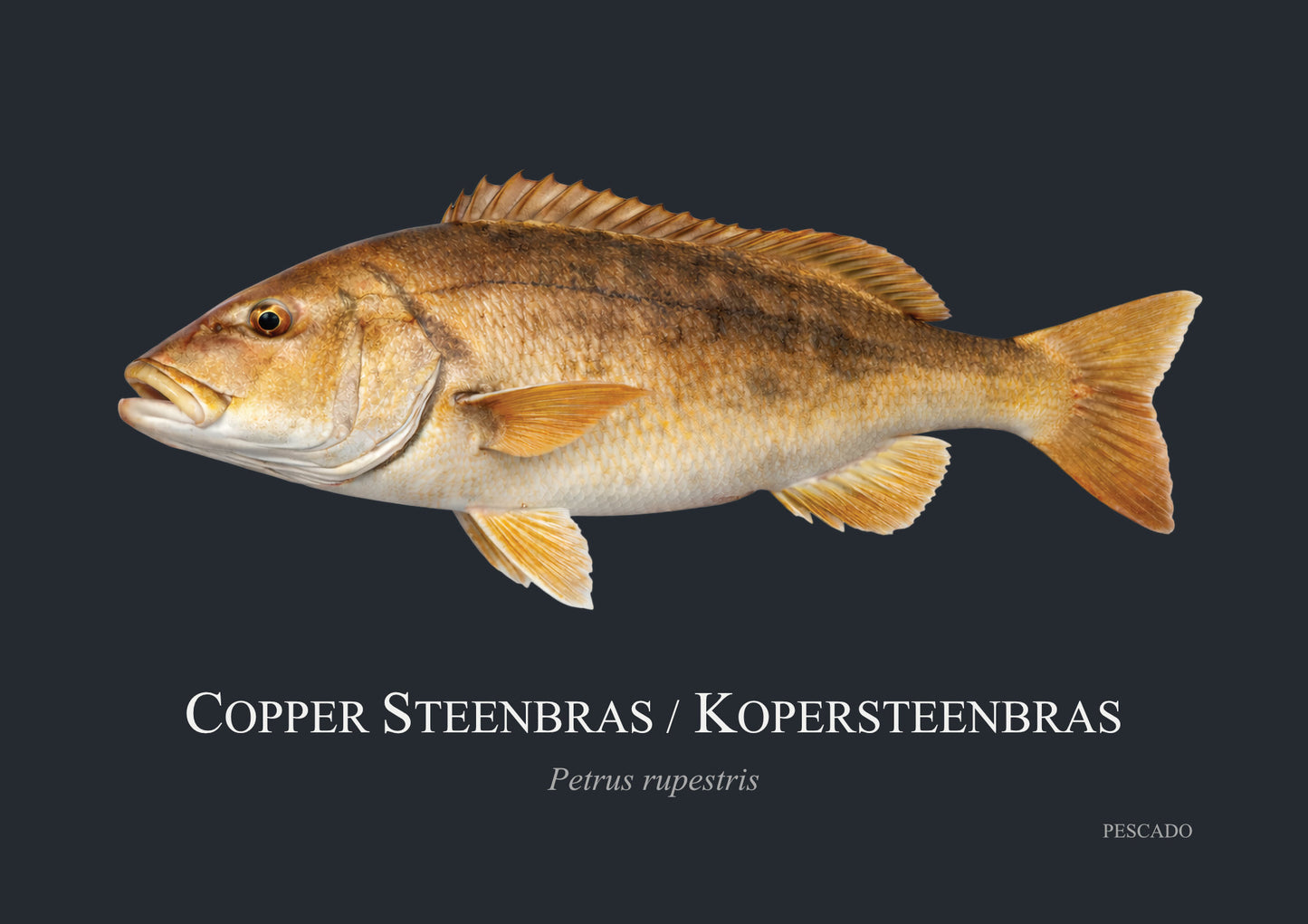 Red Steenbras
