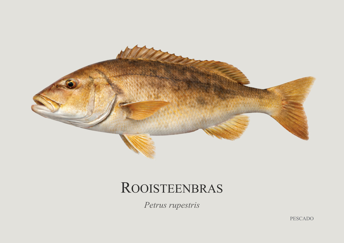 Red Steenbras
