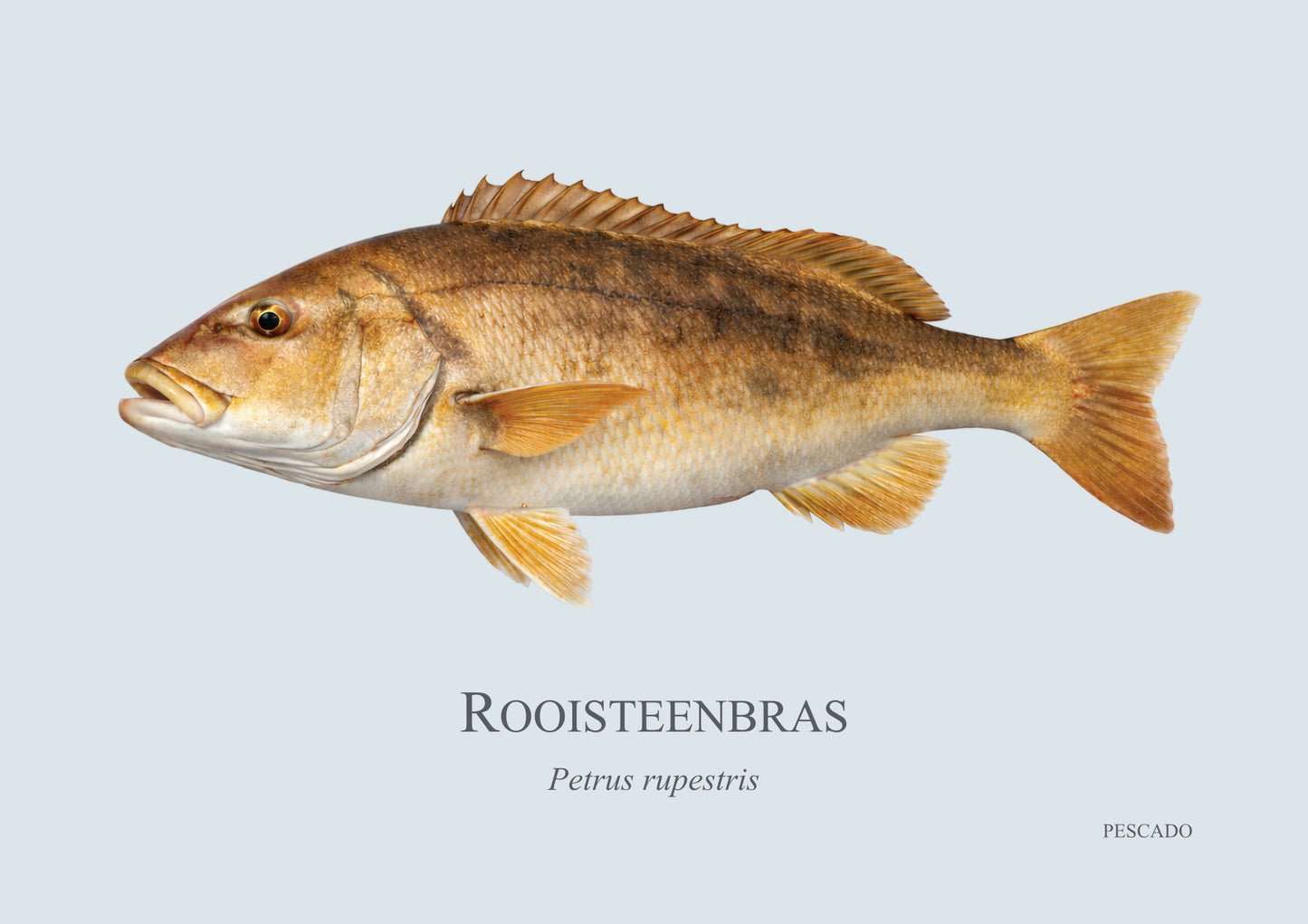 Red Steenbras