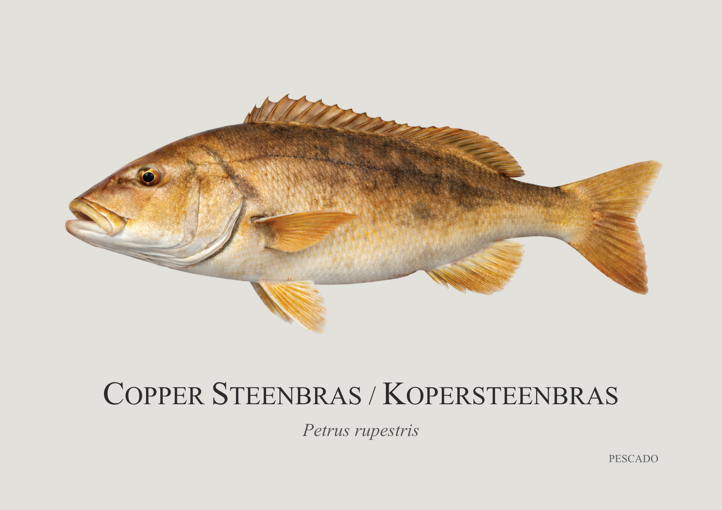 Red Steenbras