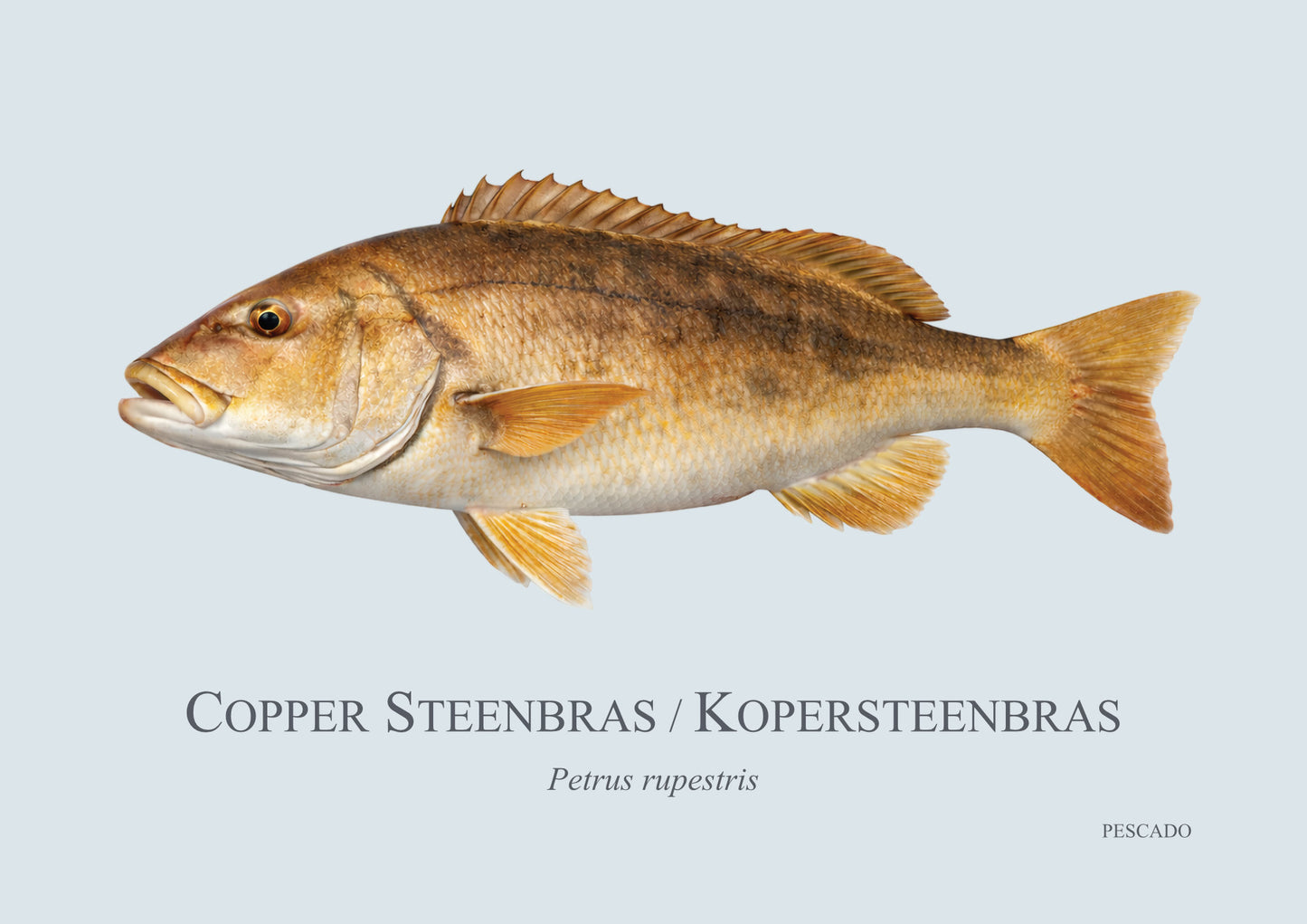 Red Steenbras