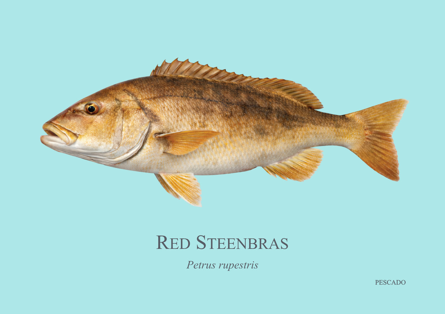Red Steenbras