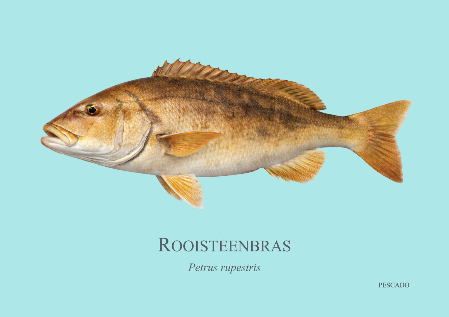 Red Steenbras