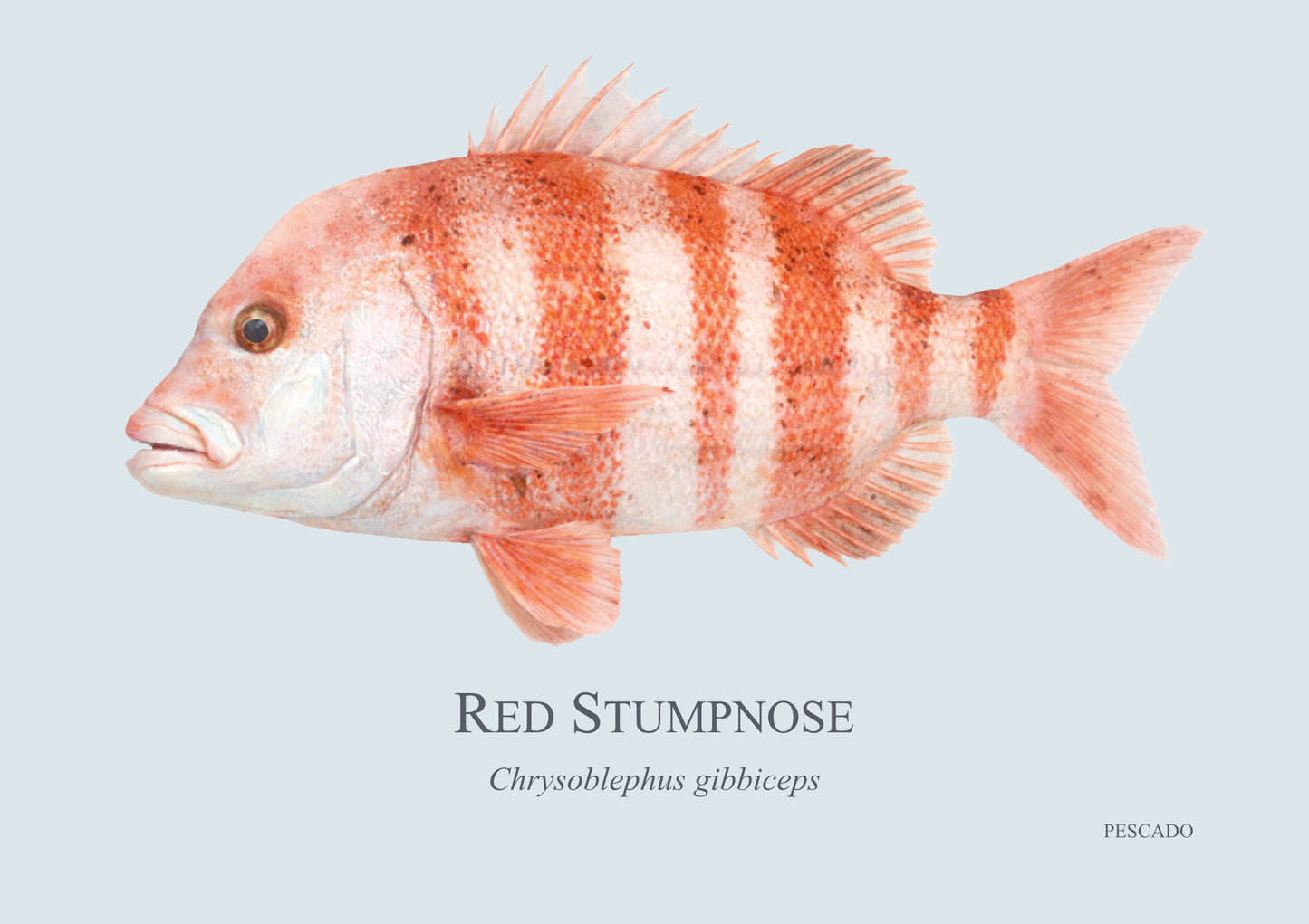 Red Stumpnose