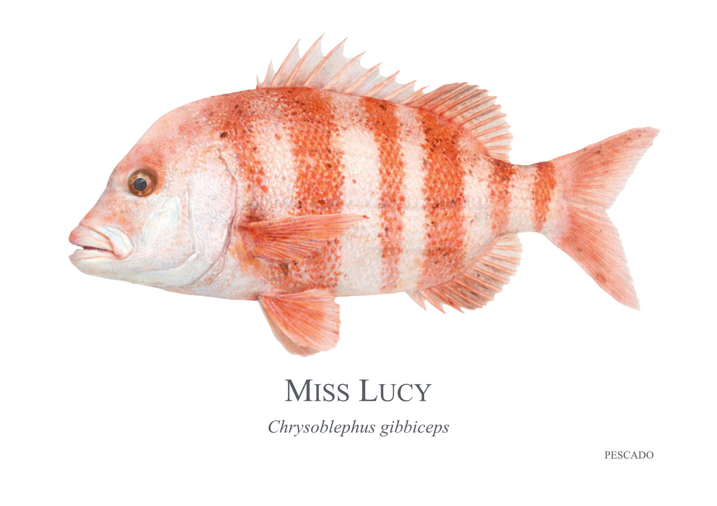 Red Stumpnose