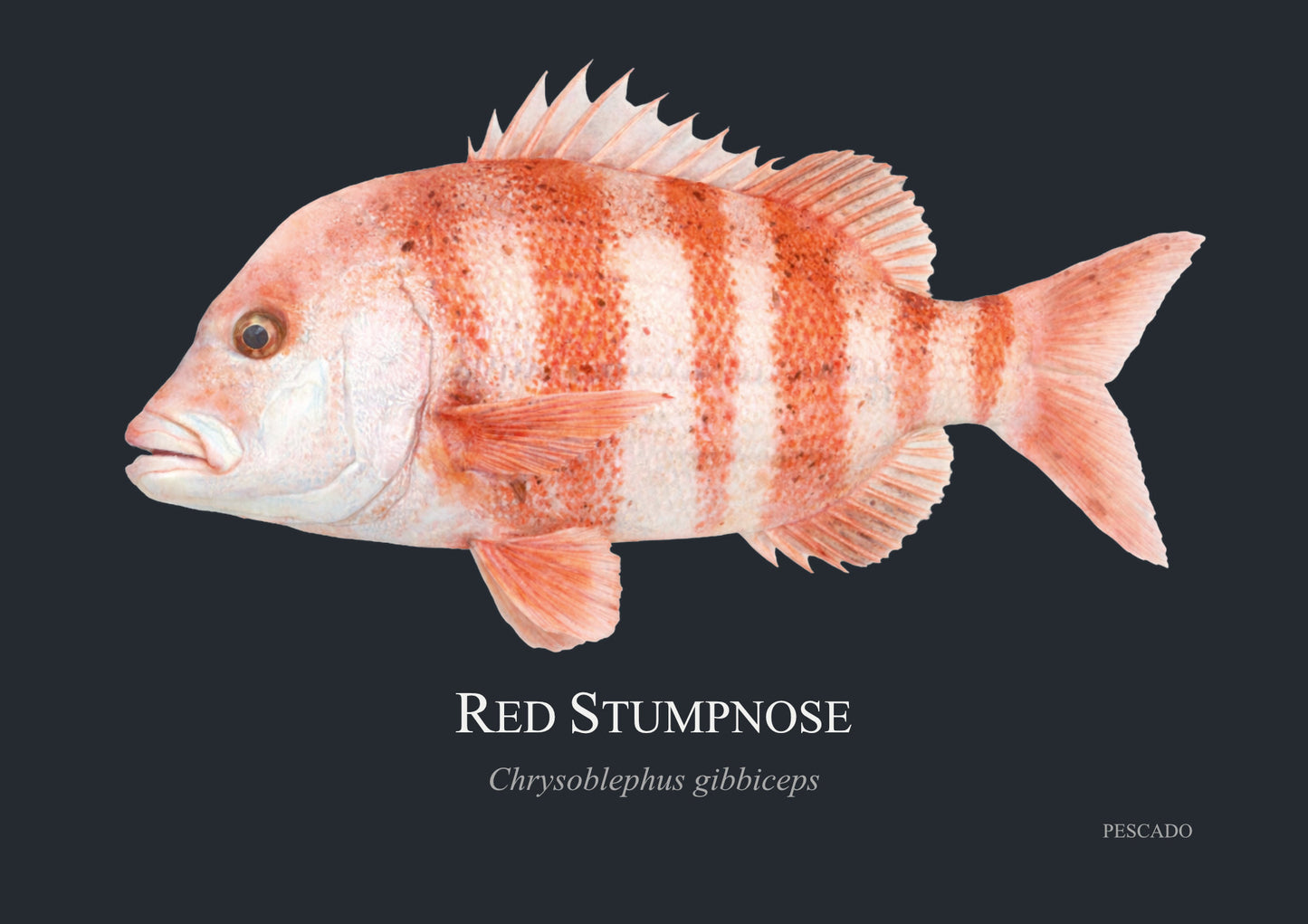 Red Stumpnose