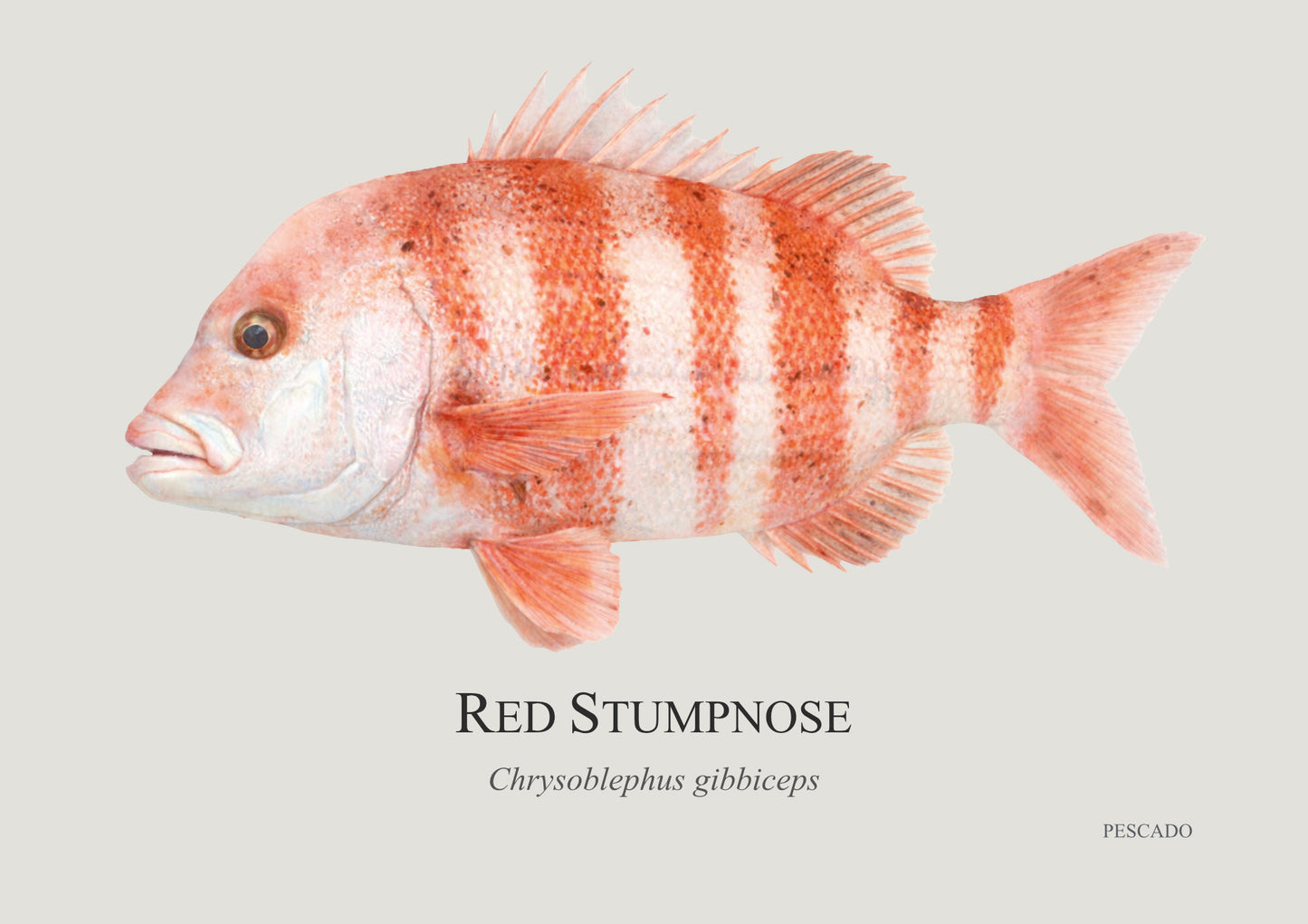 Red Stumpnose