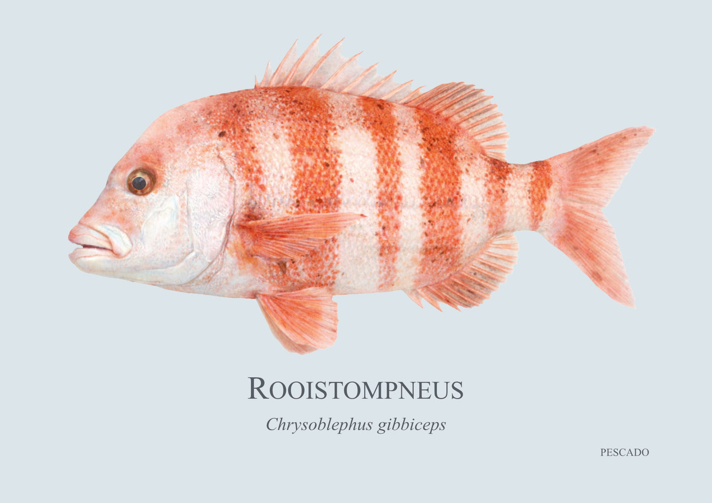 Red Stumpnose