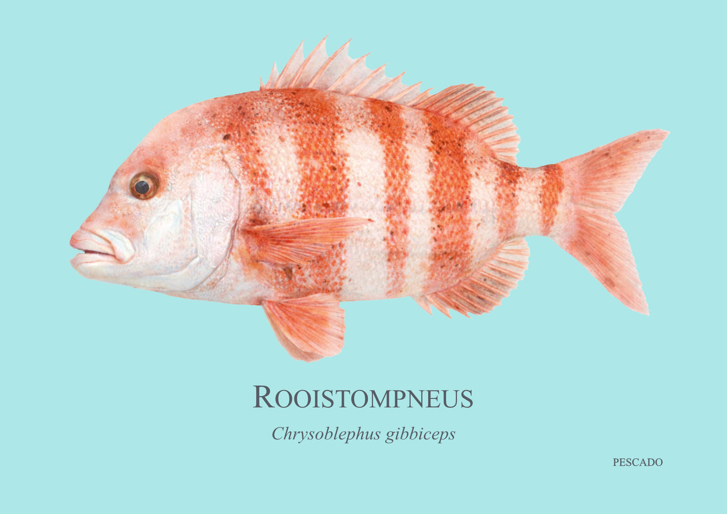 Red Stumpnose