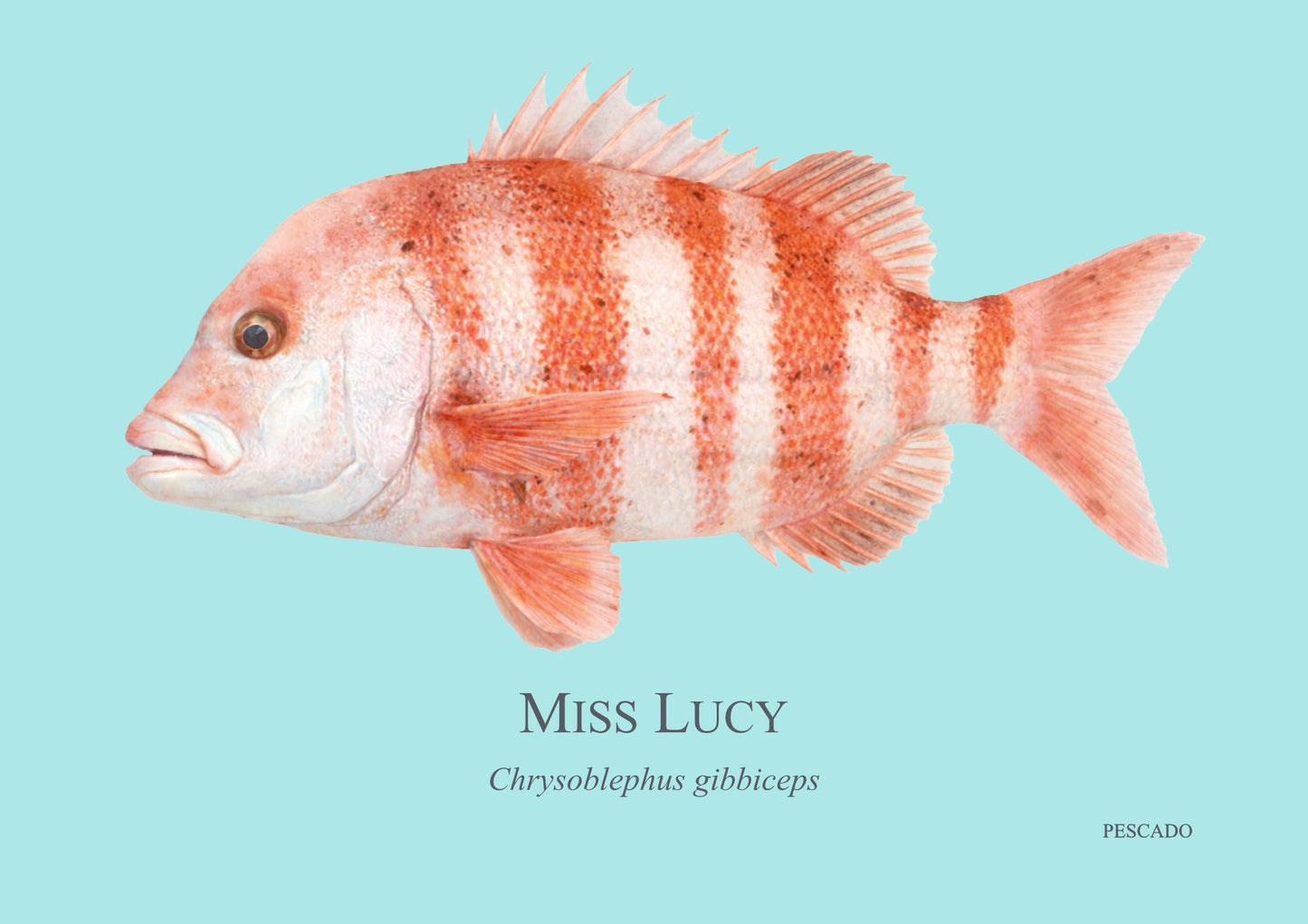 Red Stumpnose