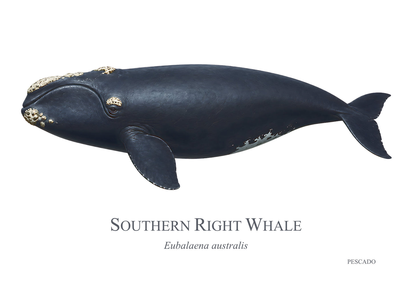 Southern Right Whale