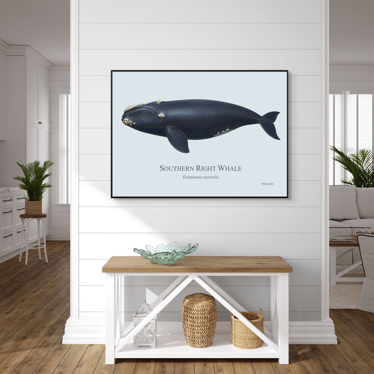 Southern Right Whale