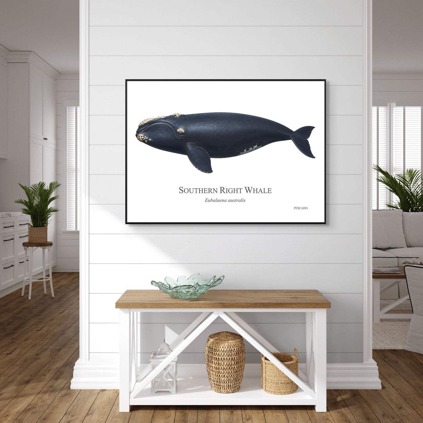 Southern Right Whale