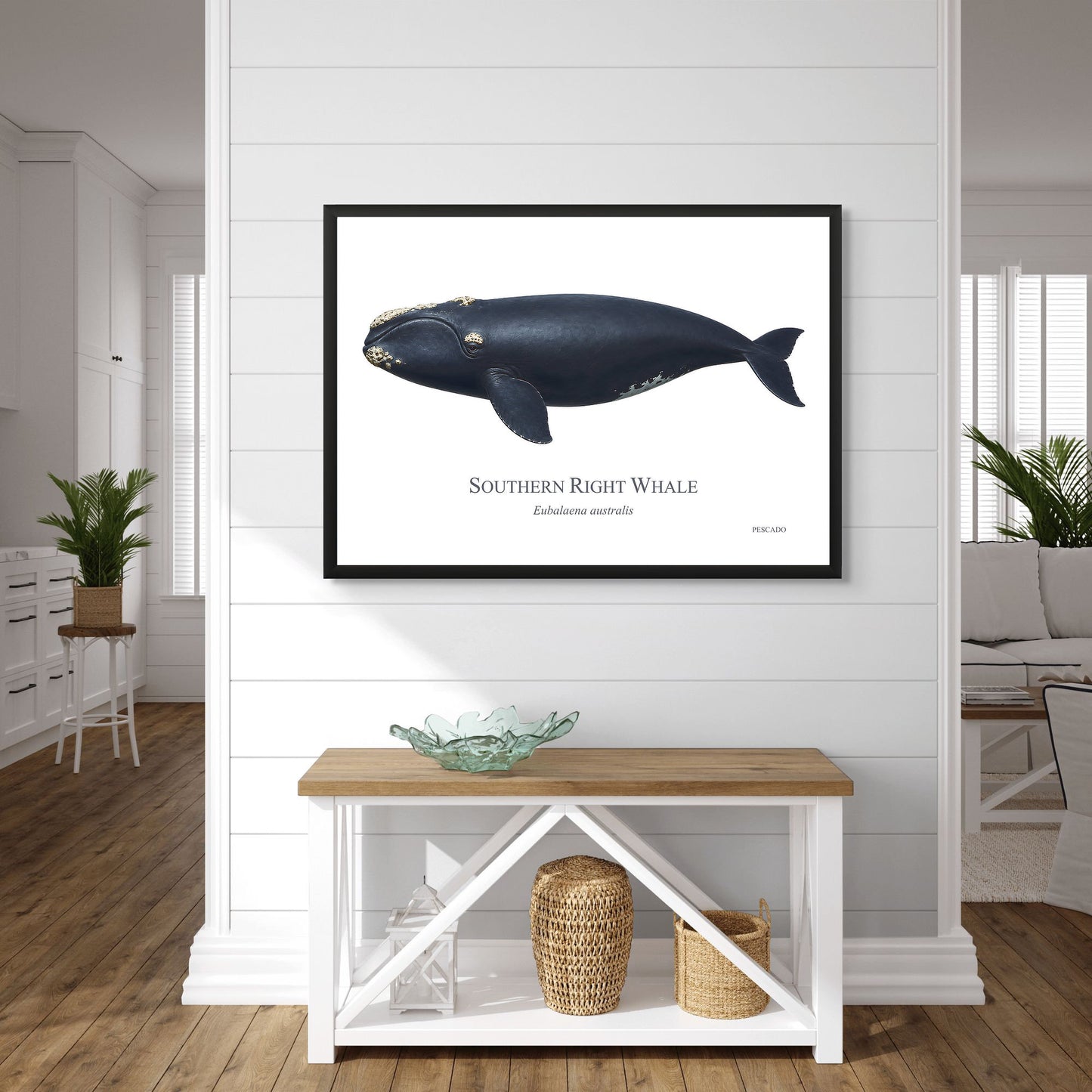 Southern Right Whale