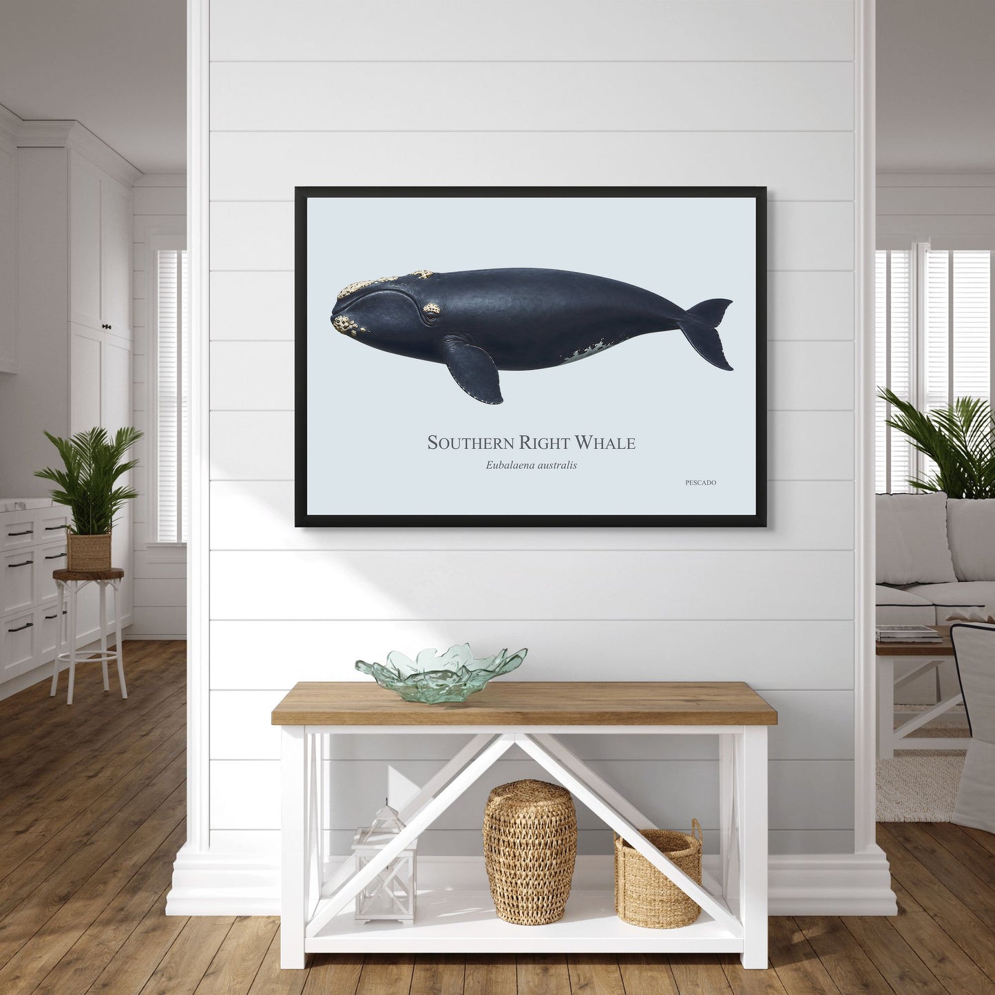 Southern Right Whale