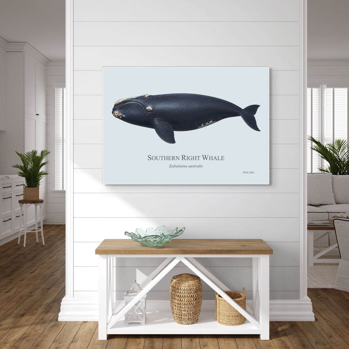 Southern Right Whale