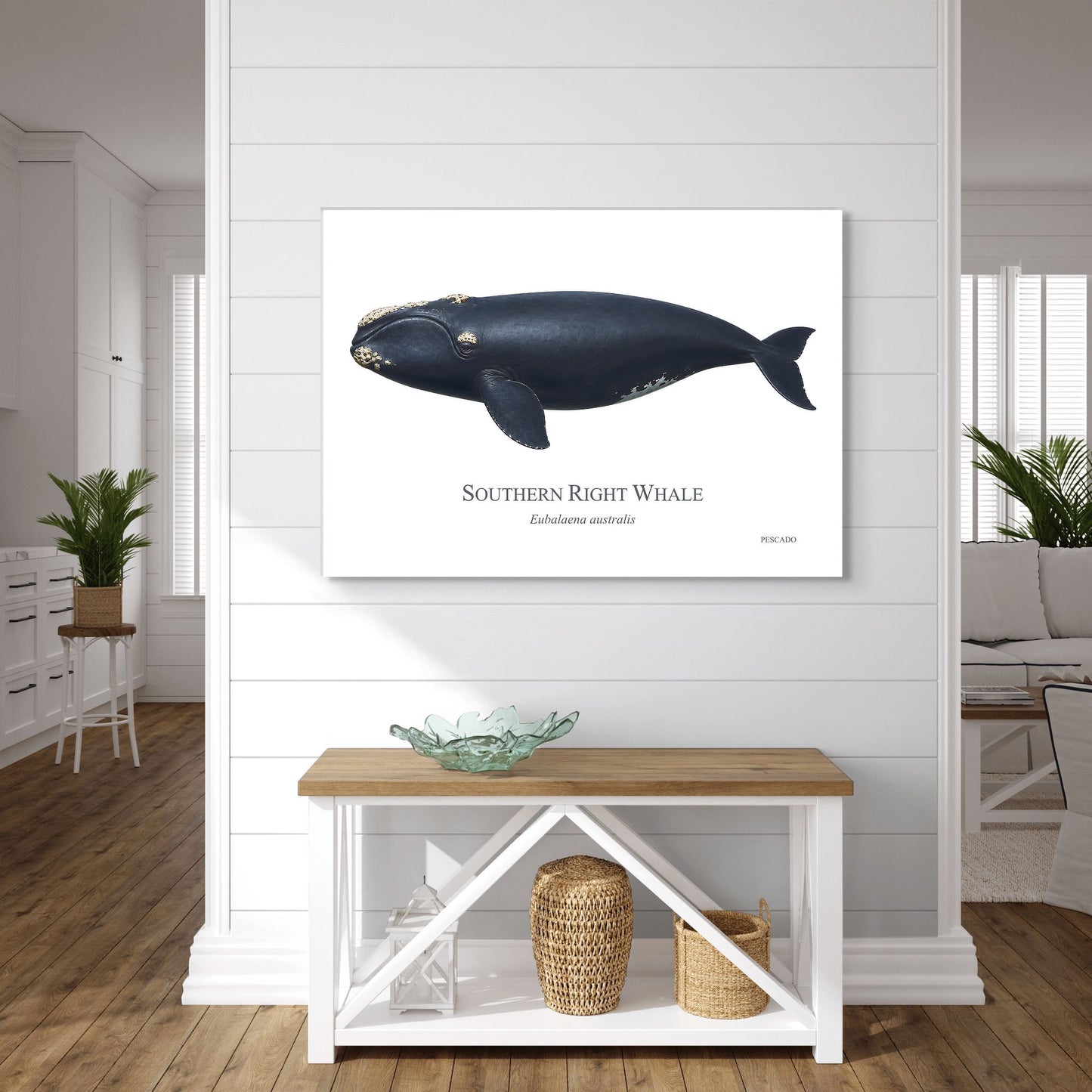 Southern Right Whale