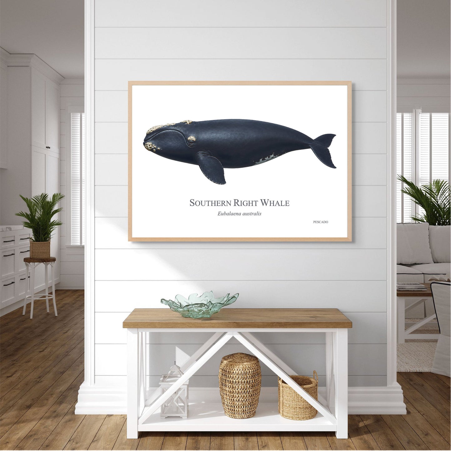 Southern Right Whale