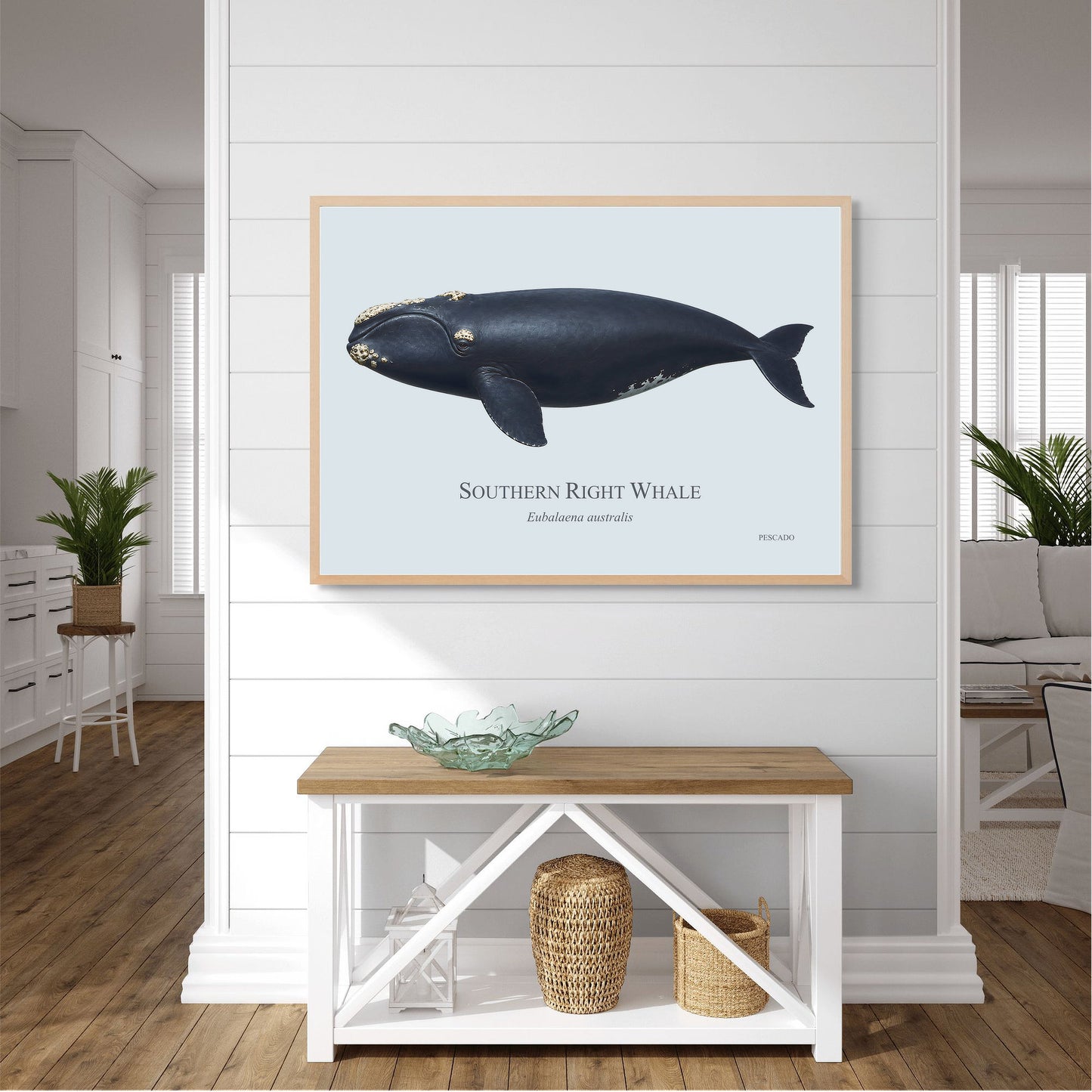 Southern Right Whale