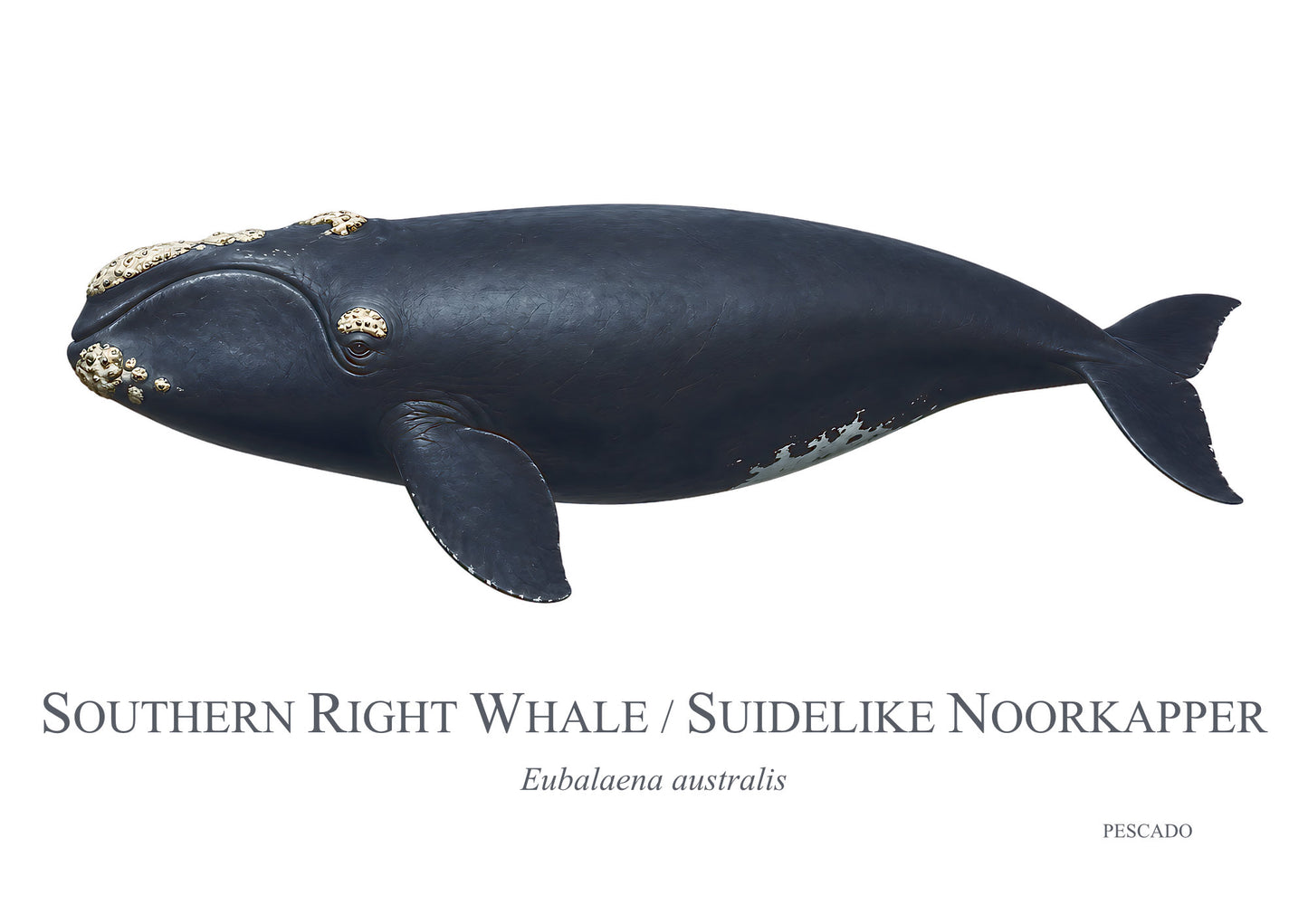 Southern Right Whale