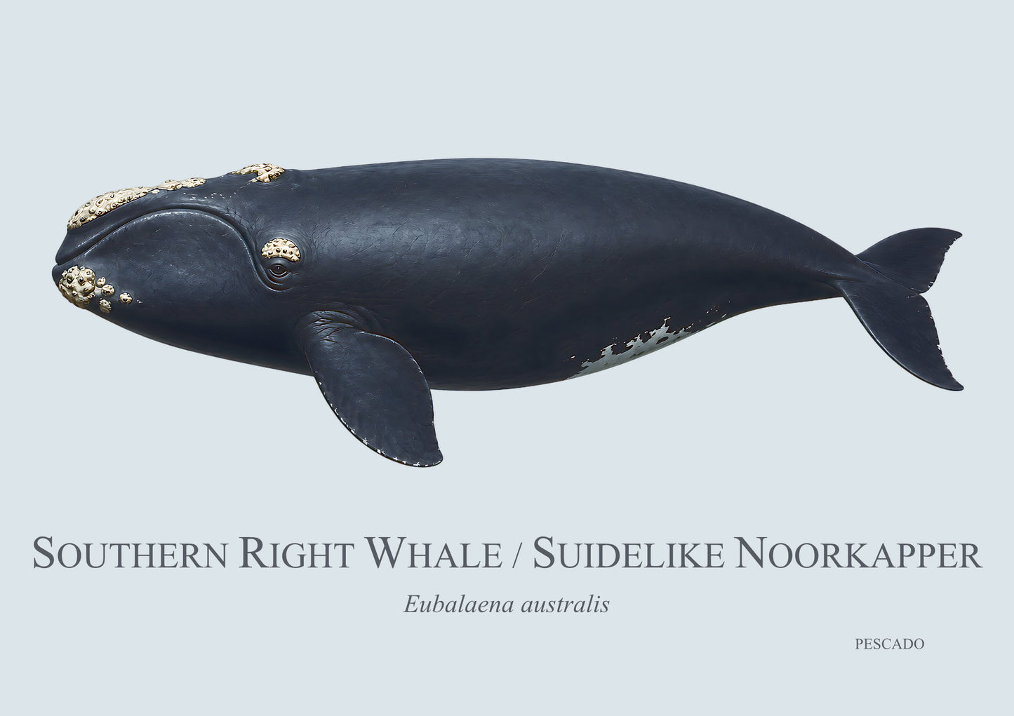 Southern Right Whale