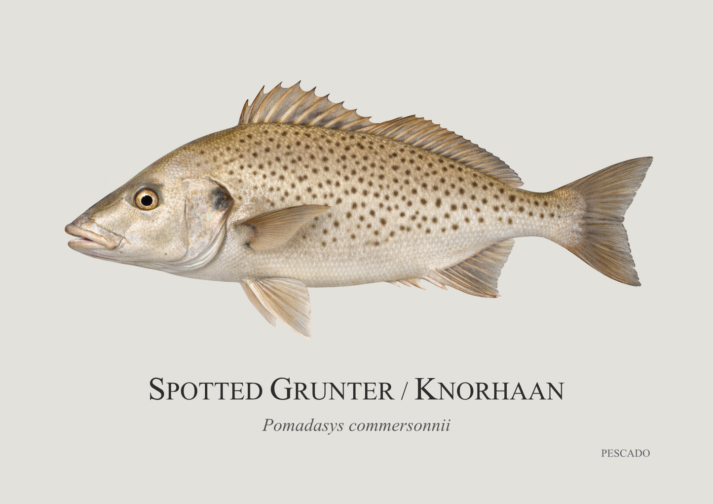 Spotted Grunter
