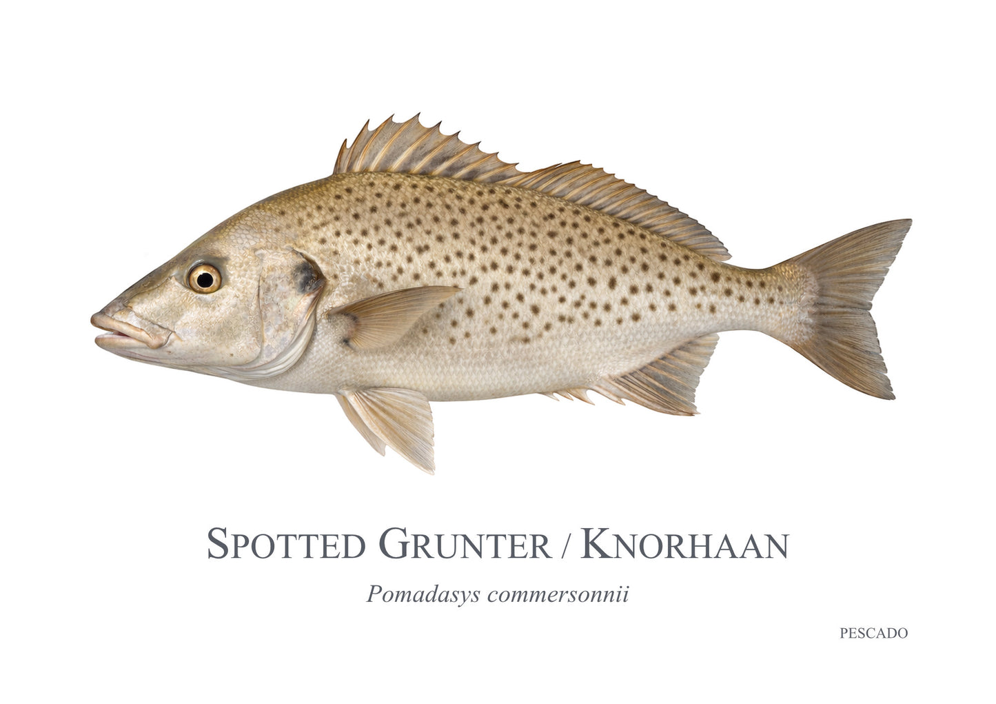 Spotted Grunter