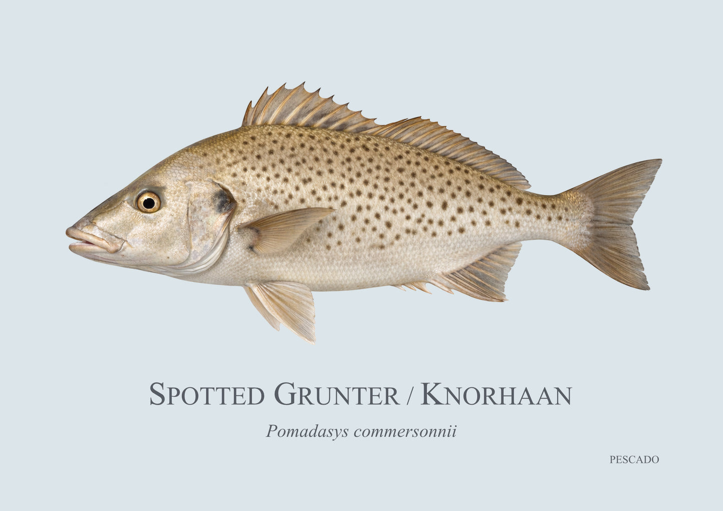 Spotted Grunter