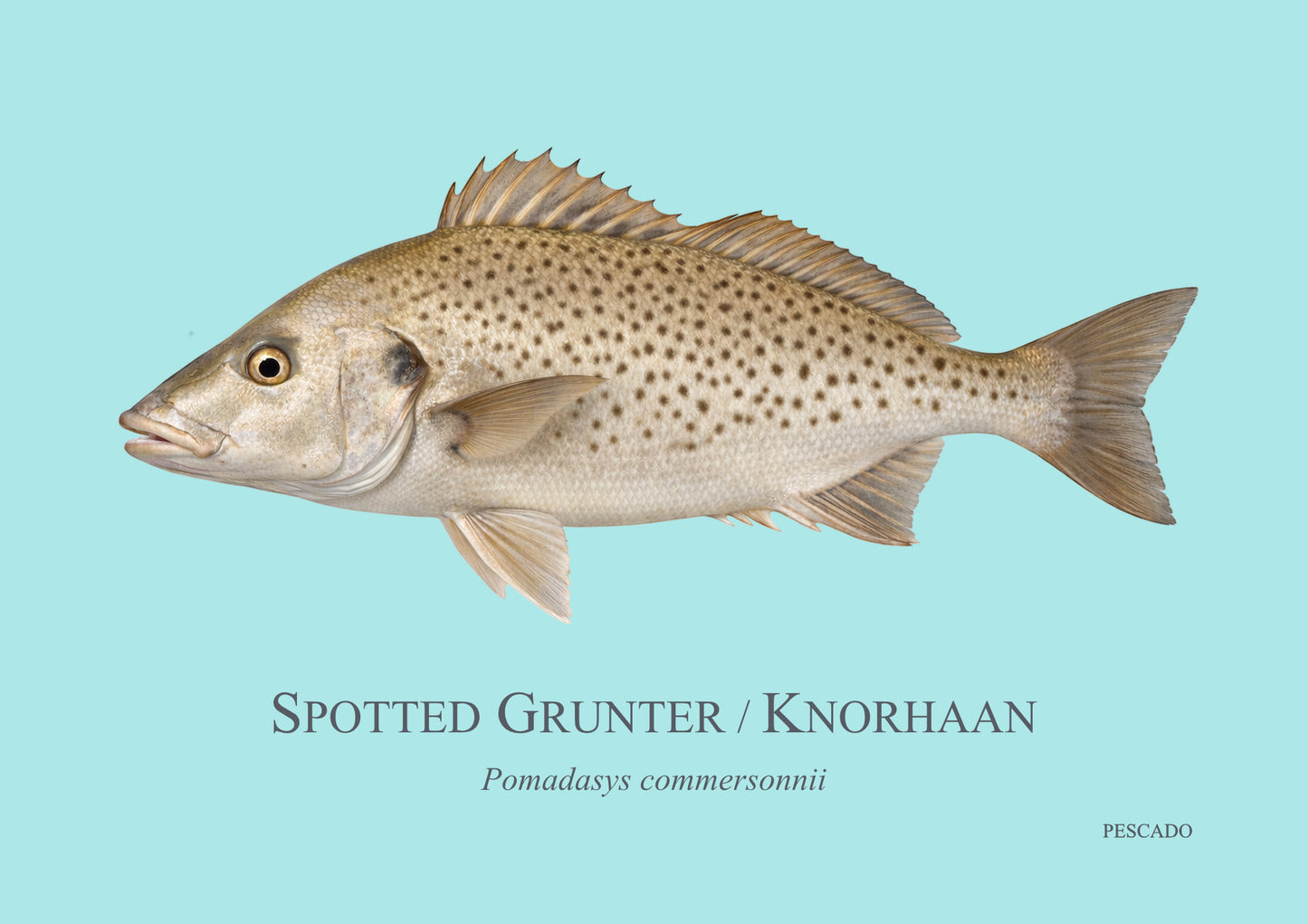 Spotted Grunter