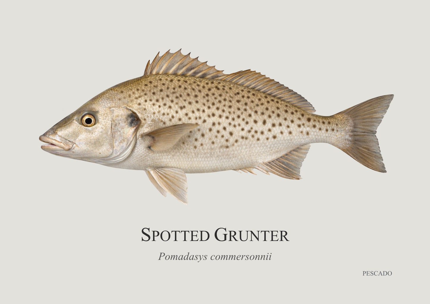 Spotted Grunter