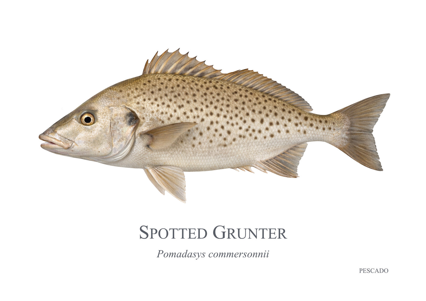 Spotted Grunter