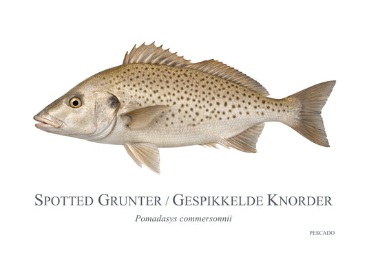 Spotted Grunter