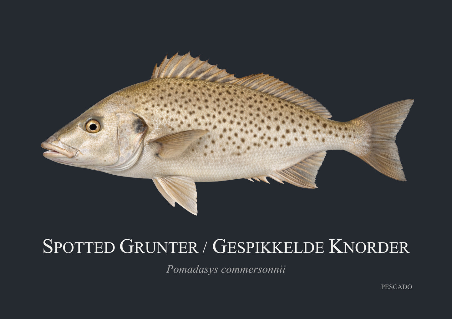 Spotted Grunter