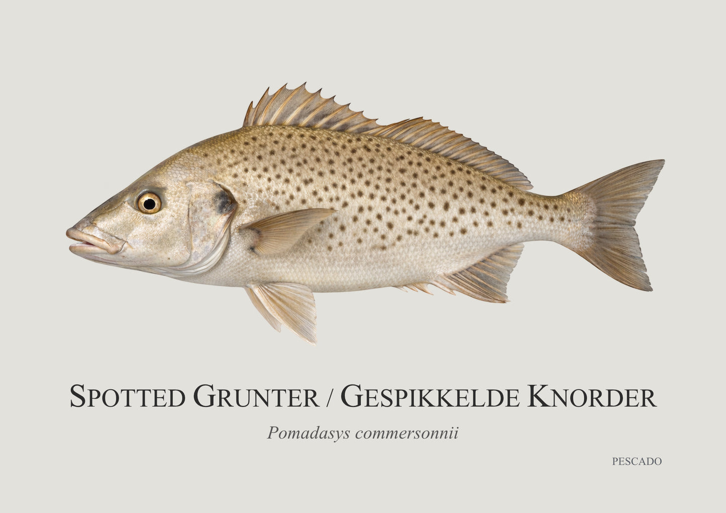 Spotted Grunter