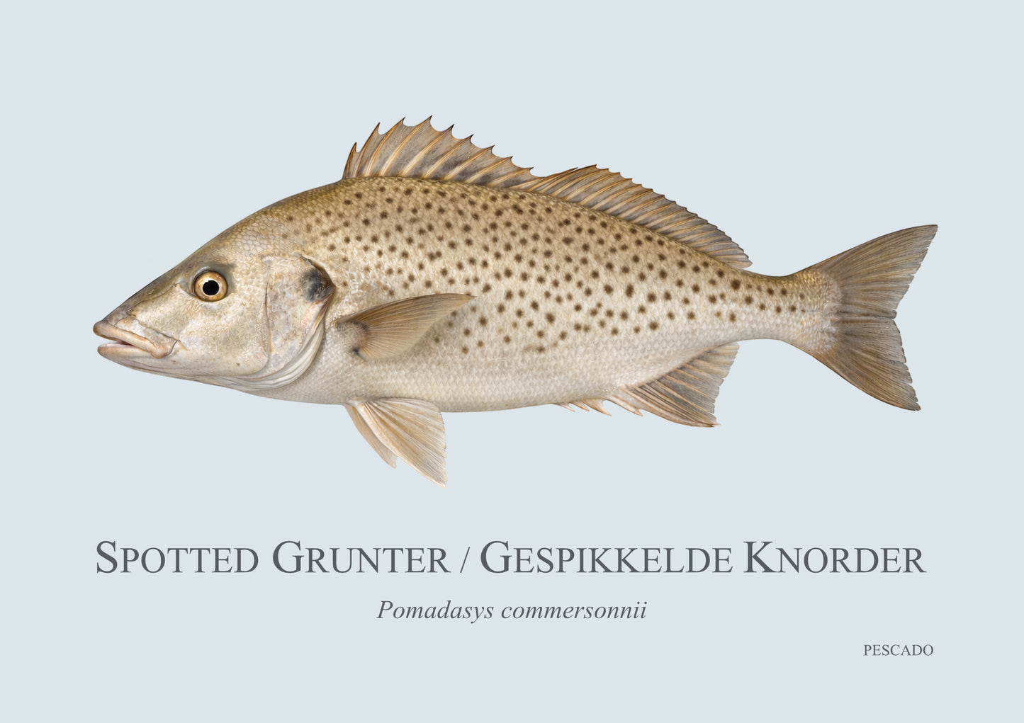 Spotted Grunter