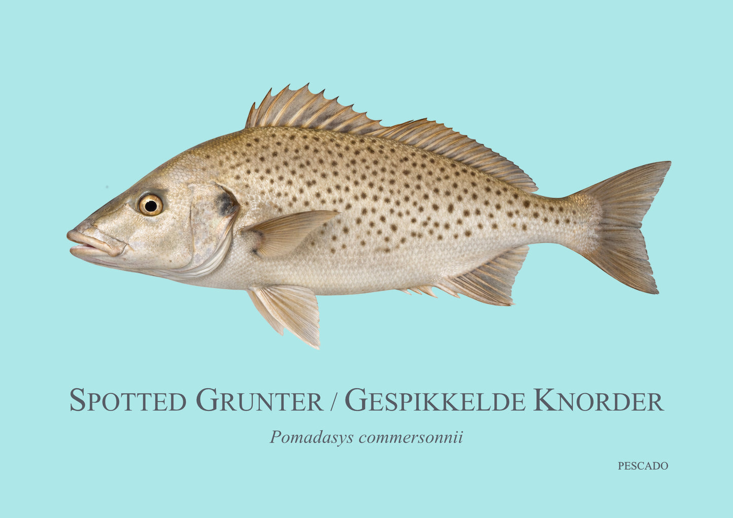 Spotted Grunter