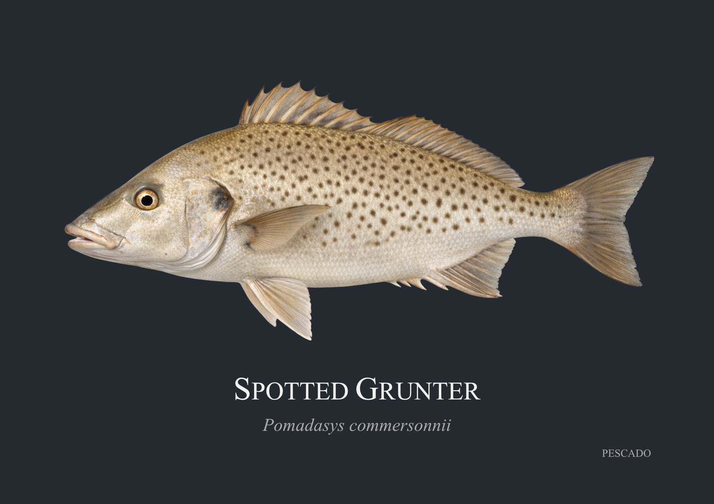 Spotted Grunter