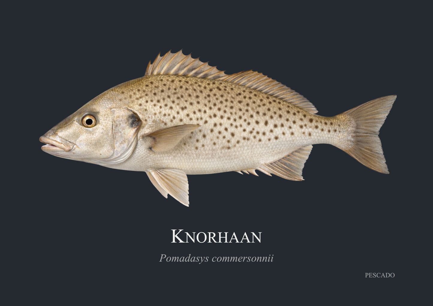 Spotted Grunter