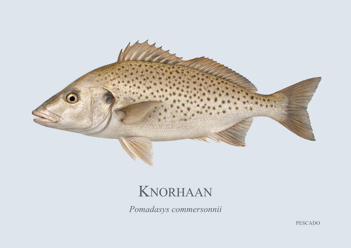 Spotted Grunter