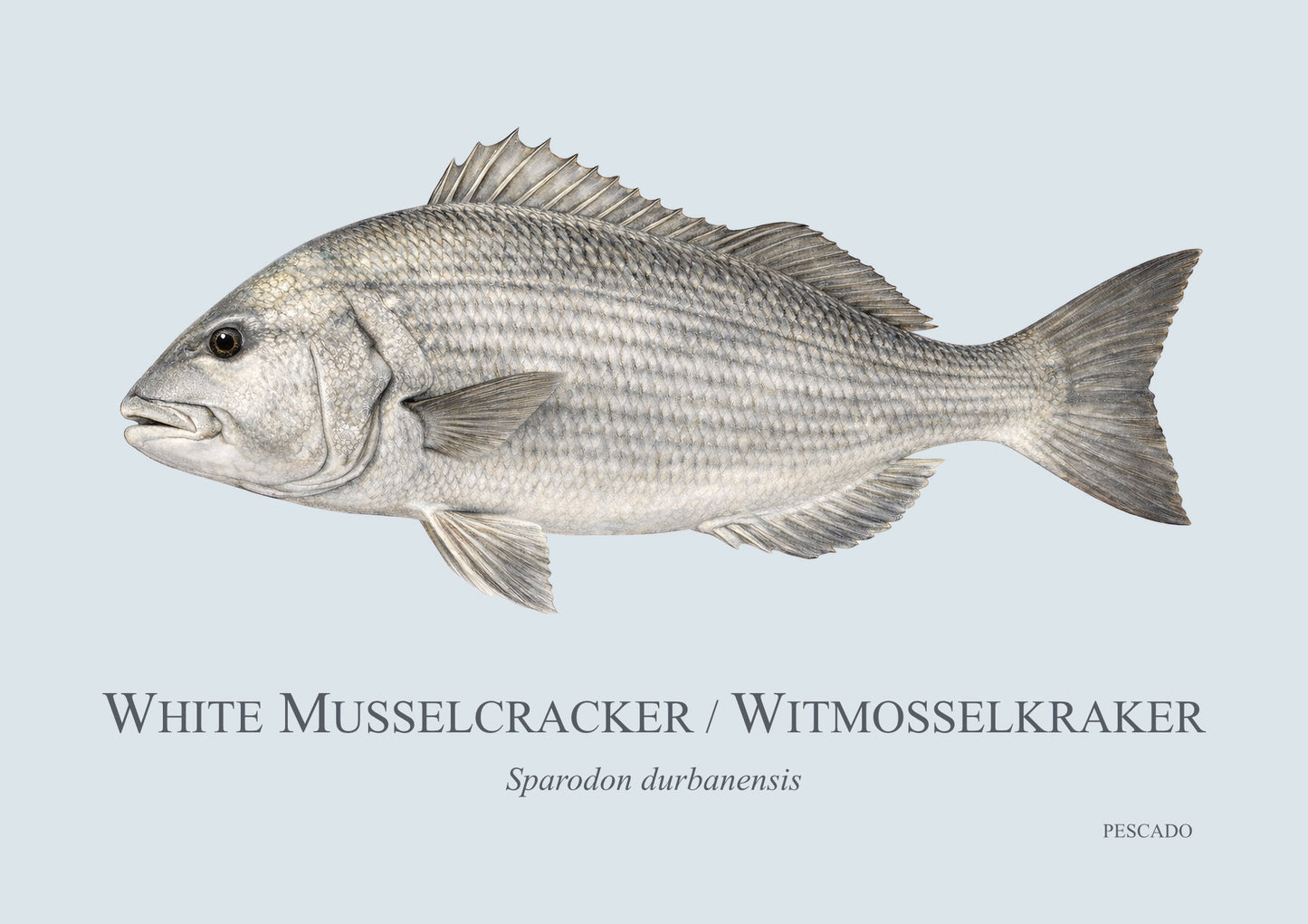 White Musselcracker
