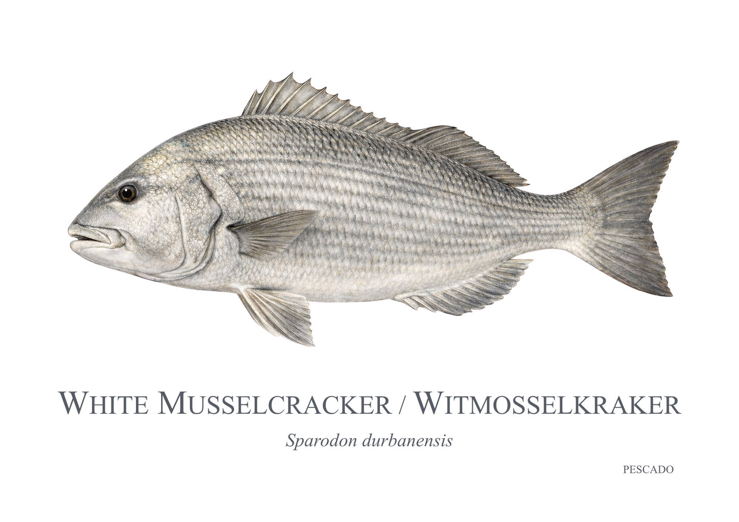 White Musselcracker