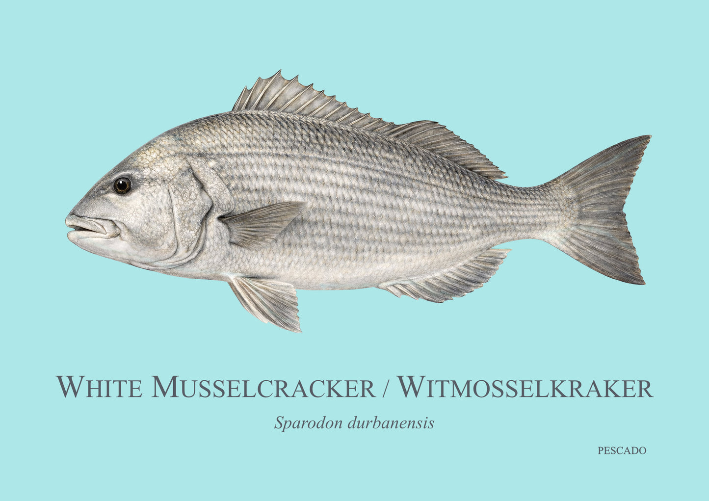 White Musselcracker