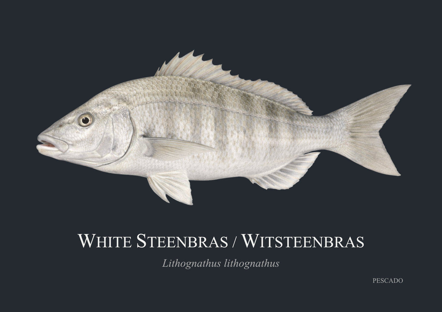 White Steenbras