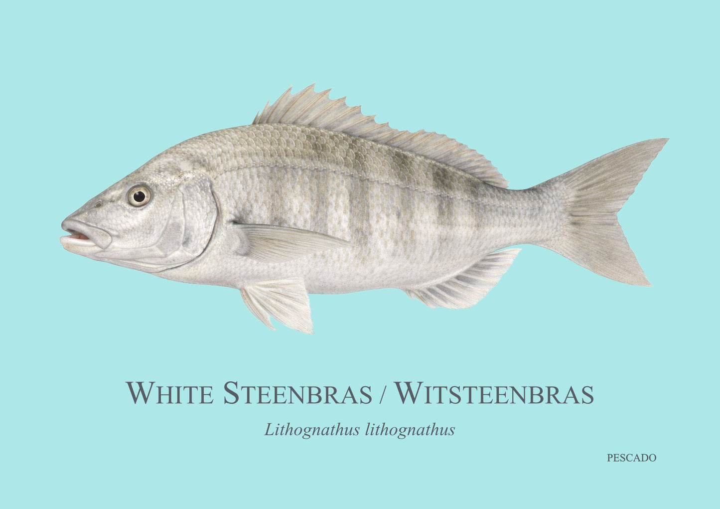 White Steenbras