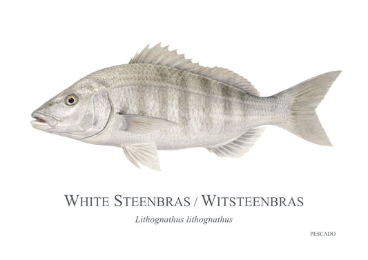 White Steenbras